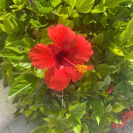 Cyprus With Pool Near