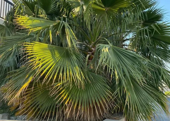 Cyprus With Pool Near アパート ペイヤ