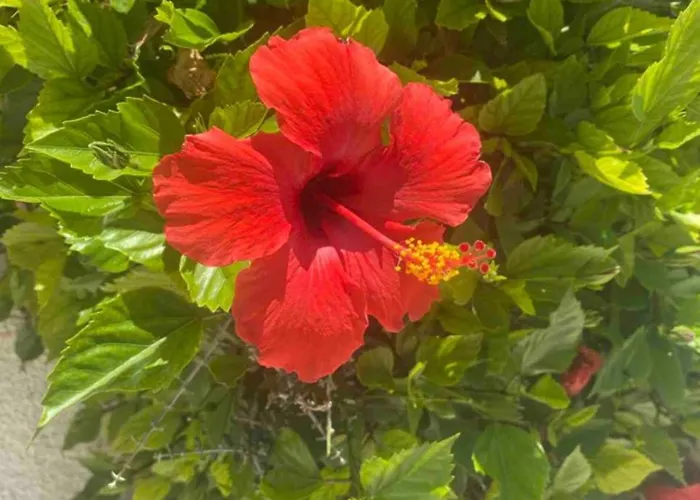 Cyprus With Pool Near